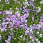 1000+VIRGINIA STOCK Flower Seeds Sun/Part Shade Lilac White Yellow Blooms Annual