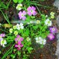 1000+VIRGINIA STOCK Flower Seeds Sun/Part Shade Lilac White Yellow Blooms Annual