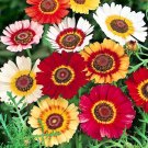 101+CHRYSANTHEMUM PAINTED DAISY MIX Seeds White Purple Red Yellow Patio/Garden