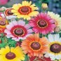 101+CHRYSANTHEMUM PAINTED DAISY MIX Seeds White Purple Red Yellow Patio/Garden