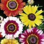 101+CHRYSANTHEMUM PAINTED DAISY MIX Seeds White Purple Red Yellow Patio/Garden