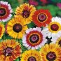 101+CHRYSANTHEMUM PAINTED DAISY MIX Seeds White Purple Red Yellow Patio/Garden