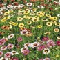 101+CHRYSANTHEMUM PAINTED DAISY MIX Seeds White Purple Red Yellow Patio/Garden