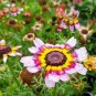 101+CHRYSANTHEMUM PAINTED DAISY MIX Seeds White Purple Red Yellow Patio/Garden