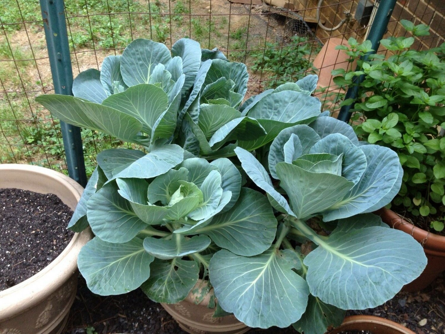 600+MORRIS HEADING COLLARD GREENS Seeds Organic Non-GMO Fall/Spring Garden TASTY