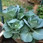 600+MORRIS HEADING COLLARD GREENS Seeds Organic Non-GMO Fall/Spring Garden TASTY