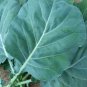 600+MORRIS HEADING COLLARD GREENS Seeds Organic Non-GMO Fall/Spring Garden TASTY