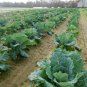 600+MORRIS HEADING COLLARD GREENS Seeds Organic Non-GMO Fall/Spring Garden TASTY