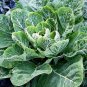 600+MORRIS HEADING COLLARD GREENS Seeds Organic Non-GMO Fall/Spring Garden TASTY