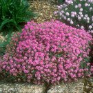 2000+PINK DWARF SWEET ALYSSUM Flower Seeds Fast Growing Groundcover/Baskets