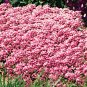 2000+PINK DWARF SWEET ALYSSUM Flower Seeds Fast Growing Groundcover/Baskets