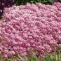 2000+PINK DWARF SWEET ALYSSUM Flower Seeds Fast Growing Groundcover/Baskets