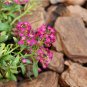 2000+PINK DWARF SWEET ALYSSUM Flower Seeds Fast Growing Groundcover/Baskets