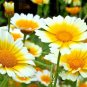 300+GARLAND DAISY Flower Seeds Asian Cuisine/Medicinal/Teas Prairie Wildflower