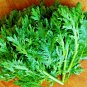 300+GARLAND DAISY Flower Seeds Asian Cuisine/Medicinal/Teas Prairie Wildflower