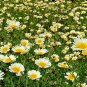300+GARLAND DAISY Flower Seeds Asian Cuisine/Medicinal/Teas Prairie Wildflower