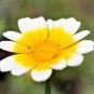 300+GARLAND DAISY Flower Seeds Asian Cuisine/Medicinal/Teas Prairie Wildflower