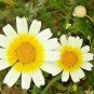 300+GARLAND DAISY Flower Seeds Asian Cuisine/Medicinal/Teas Prairie Wildflower