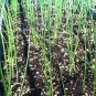 200+TEXAS GRANO 1015Y ONION Seeds Organic Non-Gmo Short Day Spring/Fall Garden