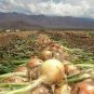 200+TEXAS GRANO 1015Y ONION Seeds Organic Non-Gmo Short Day Spring/Fall Garden