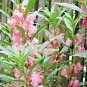 75+DWARF IMPATIENS "TOM THUMB MIX" Flower Seeds Blooms in Shade Garden/Container