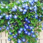 USA Seller HEAVENLY BLUE Morning Glory Flower 40 Seeds Bee's Butterflies Garden/ Seeds USA Seller