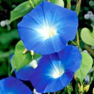 USA Seller HEAVENLY BLUE Morning Glory Flower 40 Seeds Bee's Butterflies Garden/ Seeds USA Seller