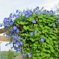 USA Seller HEAVENLY BLUE Morning Glory Flower 40 Seeds Bee's Butterflies Garden/ Seeds USA Seller
