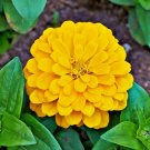 USA Seller ZINNIA"CANARY BIRD" Flower 1001 Seeds Yellow 5" Flowers Blooms Summer to Fall