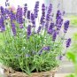 USA Seller TRUE OLD FASHIONED VERA ENGLISH LAVENDER 500 Seeds Aromatic Garden/Container