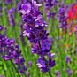 USA Seller TRUE OLD FASHIONED VERA ENGLISH LAVENDER 500 Seeds Aromatic Garden/Container