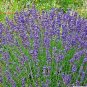USA Seller TRUE OLD FASHIONED VERA ENGLISH LAVENDER 500 Seeds Aromatic Garden/Container