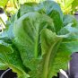 USA Seller PARIS ISLAND COS/ROMAIN LETTUCE 600 Seeds Organic Non-GMO Garden/ Seeds USA Seller