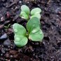 USA Seller PARIS ISLAND COS/ROMAIN LETTUCE 600 Seeds Organic Non-GMO Garden/ Seeds USA Seller