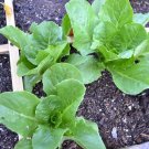 USA Seller PARIS ISLAND COS/ROMAIN LETTUCE 600 Seeds Organic Non-GMO Garden/ Seeds USA Seller