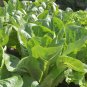 USA Seller PARIS ISLAND COS/ROMAIN LETTUCE 600 Seeds Organic Non-GMO Garden/ Seeds USA Seller