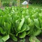 USA Seller PARIS ISLAND COS/ROMAIN LETTUCE 600 Seeds Organic Non-GMO Garden/ Seeds USA Seller