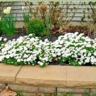 USA Seller TALL SWEET ALYSSUM 4000 Seeds White Blooms Spring&Summer Garden/Container/Basket