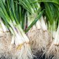USA Seller JAPANESE-EVERGREEN WHITE BUNCHING ONION 250 Seeds Welsh-Nebuka-He Shi Ko 70 Day