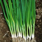 USA Seller JAPANESE-EVERGREEN WHITE BUNCHING ONION 250 Seeds Welsh-Nebuka-He Shi Ko 70 Day