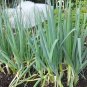 USA Seller JAPANESE-EVERGREEN WHITE BUNCHING ONION 250 Seeds Welsh-Nebuka-He Shi Ko 70 Day