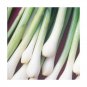 USA Seller JAPANESE-EVERGREEN WHITE BUNCHING ONION 250 Seeds Welsh-Nebuka-He Shi Ko 70 Day