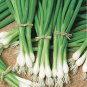 USA Seller JAPANESE-EVERGREEN WHITE BUNCHING ONION 250 Seeds Welsh-Nebuka-He Shi Ko 70 Day