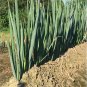 USA Seller JAPANESE-EVERGREEN WHITE BUNCHING ONION 250 Seeds Welsh-Nebuka-He Shi Ko 70 Day