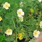 USA Seller WHITE LINEN CALIFORNIA POPPY Flower 1000 Seeds Native Wildflower Garden/Potted