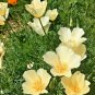 USA Seller WHITE LINEN CALIFORNIA POPPY Flower 1000 Seeds Native Wildflower Garden/Potted