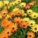 USA Seller AFRICAN DAISY 200 Seeds Yellow Orange Drought Heat Tolerant Garden