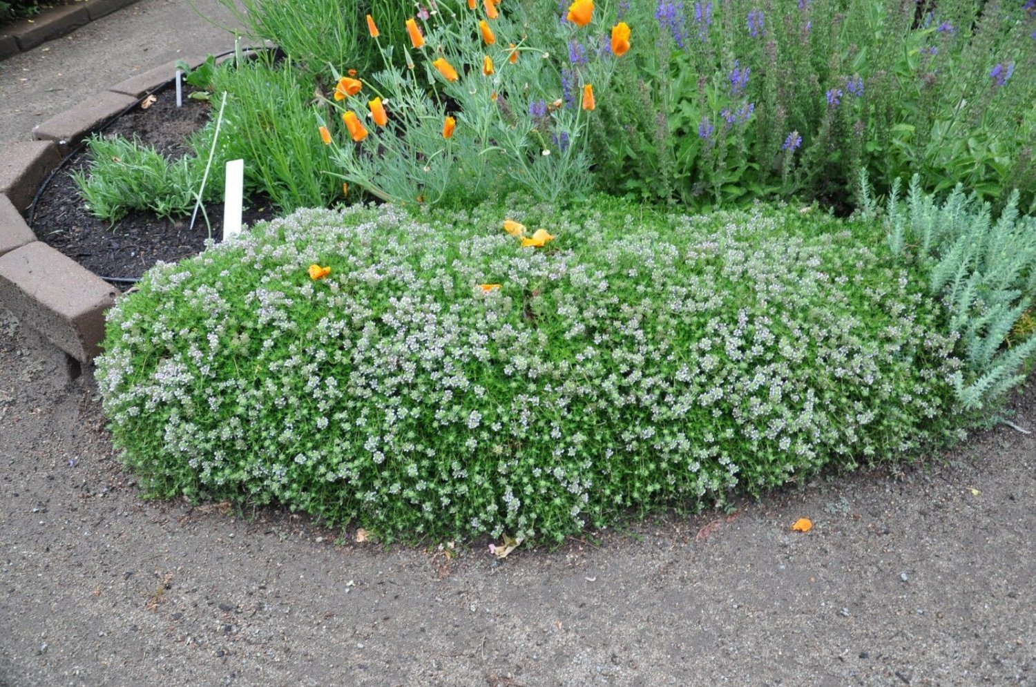 USA Seller COMMON THYME 500 Seeds AKA Garden/German Edible Landscape Garden