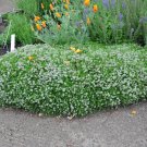 USA Seller COMMON THYME 500 Seeds AKA Garden/German Edible Landscape Garden