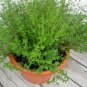 USA Seller COMMON THYME 500 Seeds AKA Garden/German Edible Landscape Garden